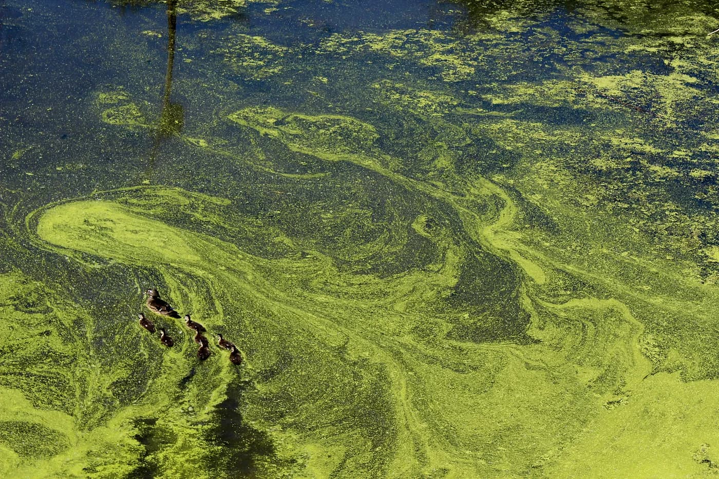 Attack of the Algae