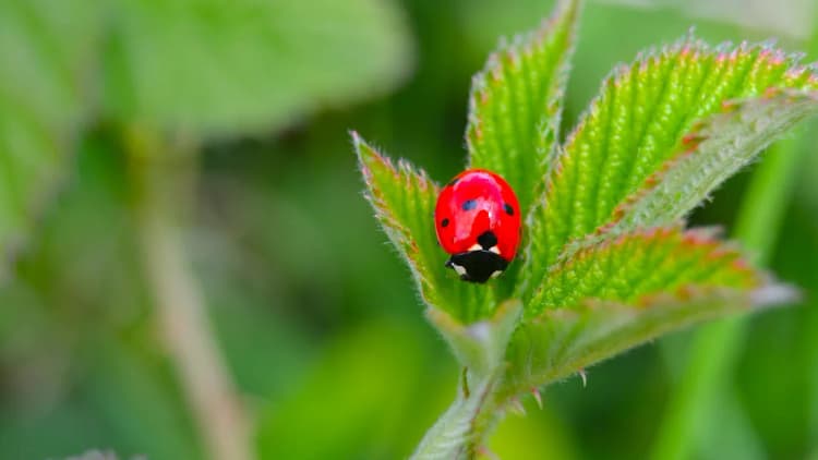 Ladybug's Evil Twin