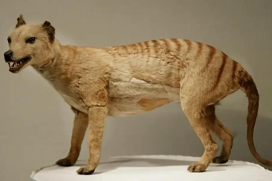 The Revival of the Tasmanian Tigers