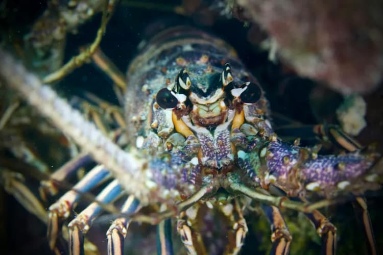 Losing Lobster: Climate Change's Effect on the Gulf of Maine