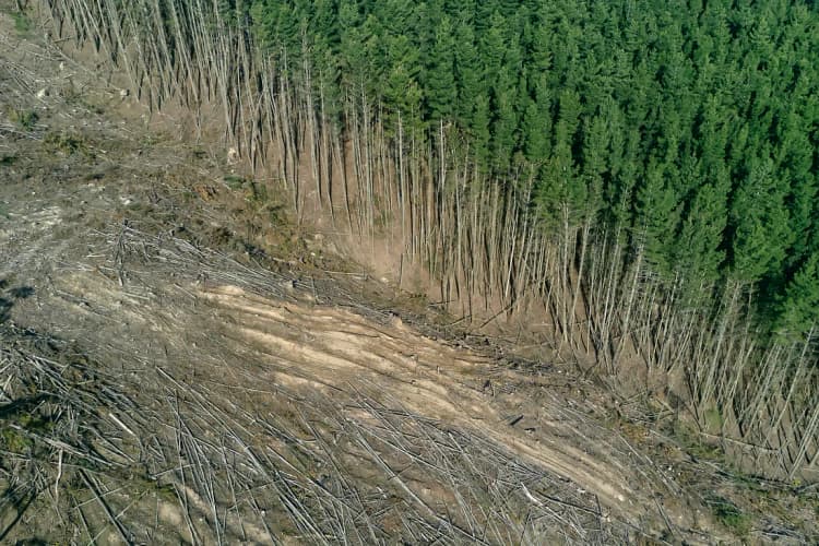 Trump’s Policies on Oil Drilling and Deforestation